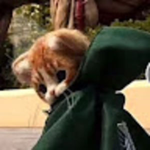 Meet your Posher, Ginger